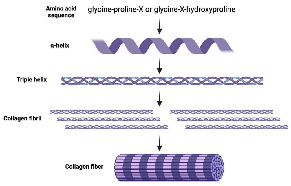 An image depicting the structure of collagen 